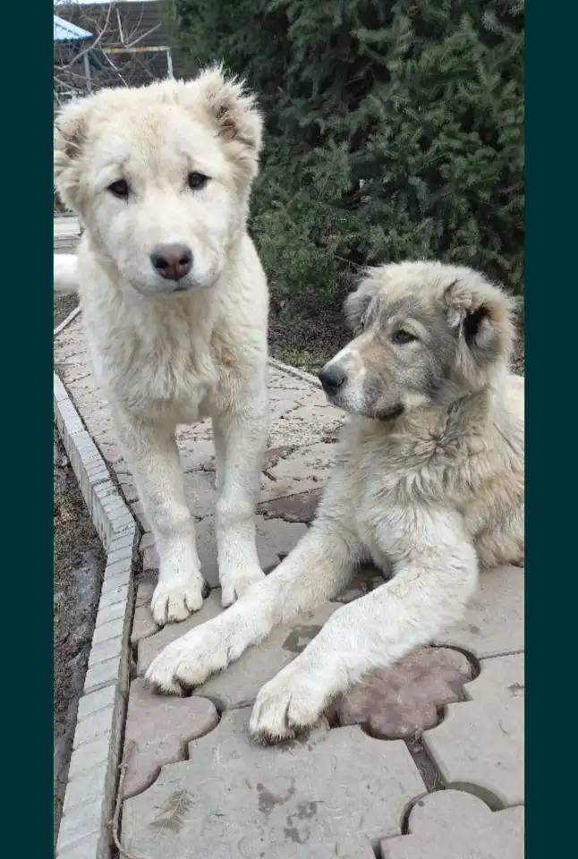 Щенка породы Алабая, фотография 2