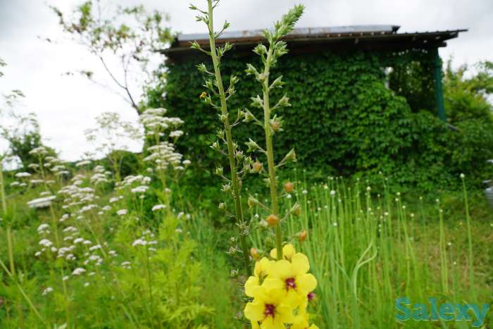 Продается Дача, Толе-би, фотография 1