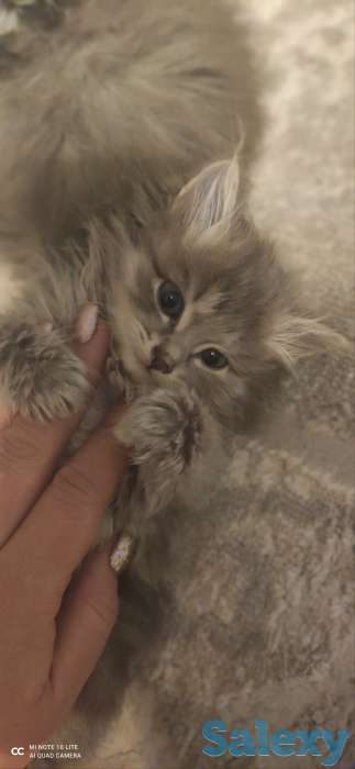 Котята, фотография 10