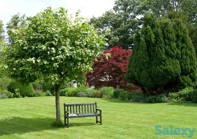 семена газонных трав, фотография 1