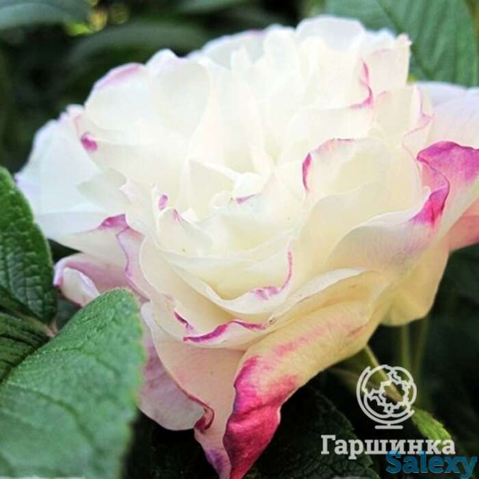 Роза луиза багнет канадская парковая к/c, фотография 1