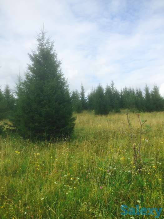 Саженцы крупномеры ель, сосна, береза, фотография 1