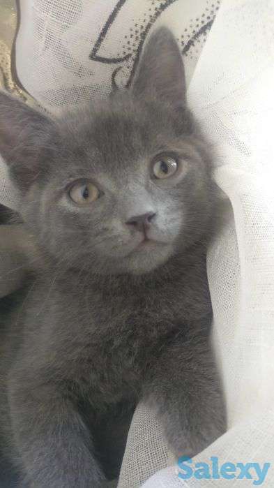 Отдам котят в заботливые руки, фотография 3