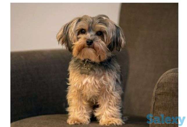 Щенки ши-пу мини, фотография 1