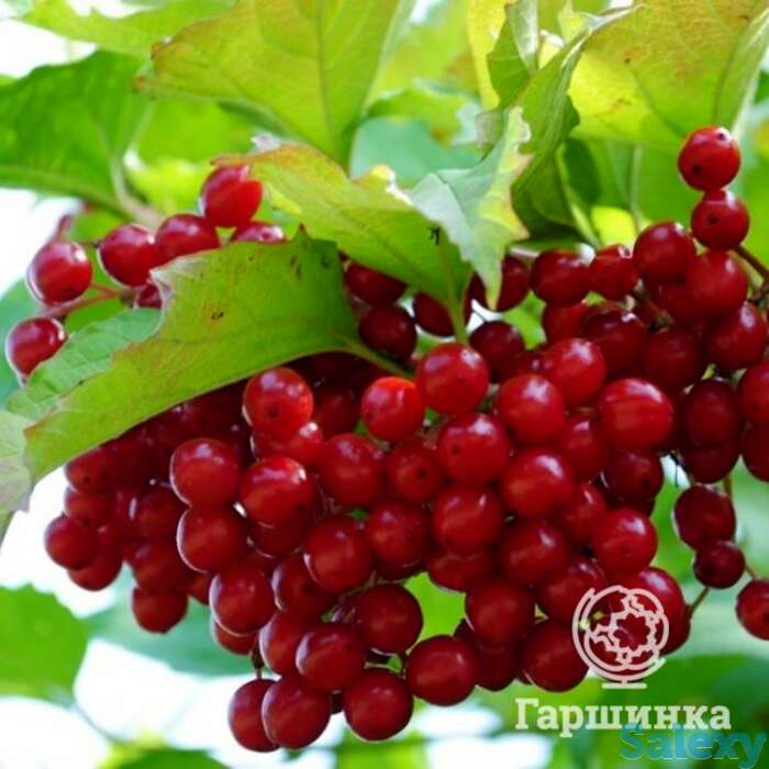 Калина Таежные рубины, фотография 1