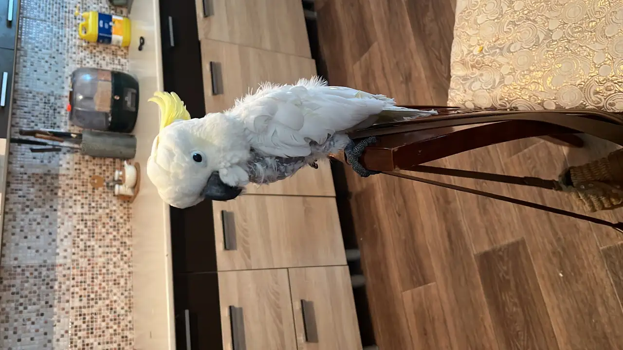 Желтохохлый какаду, фотография 1