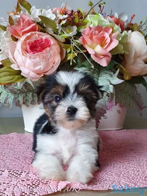 Щенки мини Бивер Йорка, фотография 1