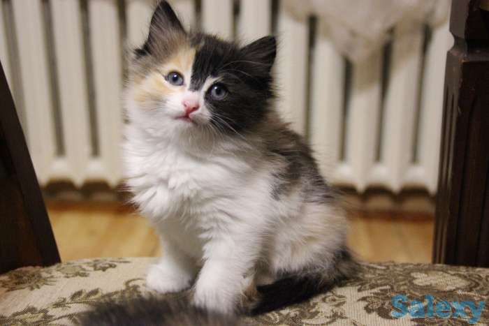 Отдам котят в хорошие руки, фотография 3