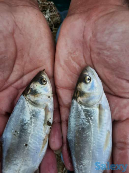 Продам малёк Амура и толстолоба, фотография 2