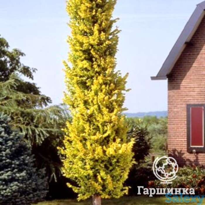 Вяз вредей, фотография 1