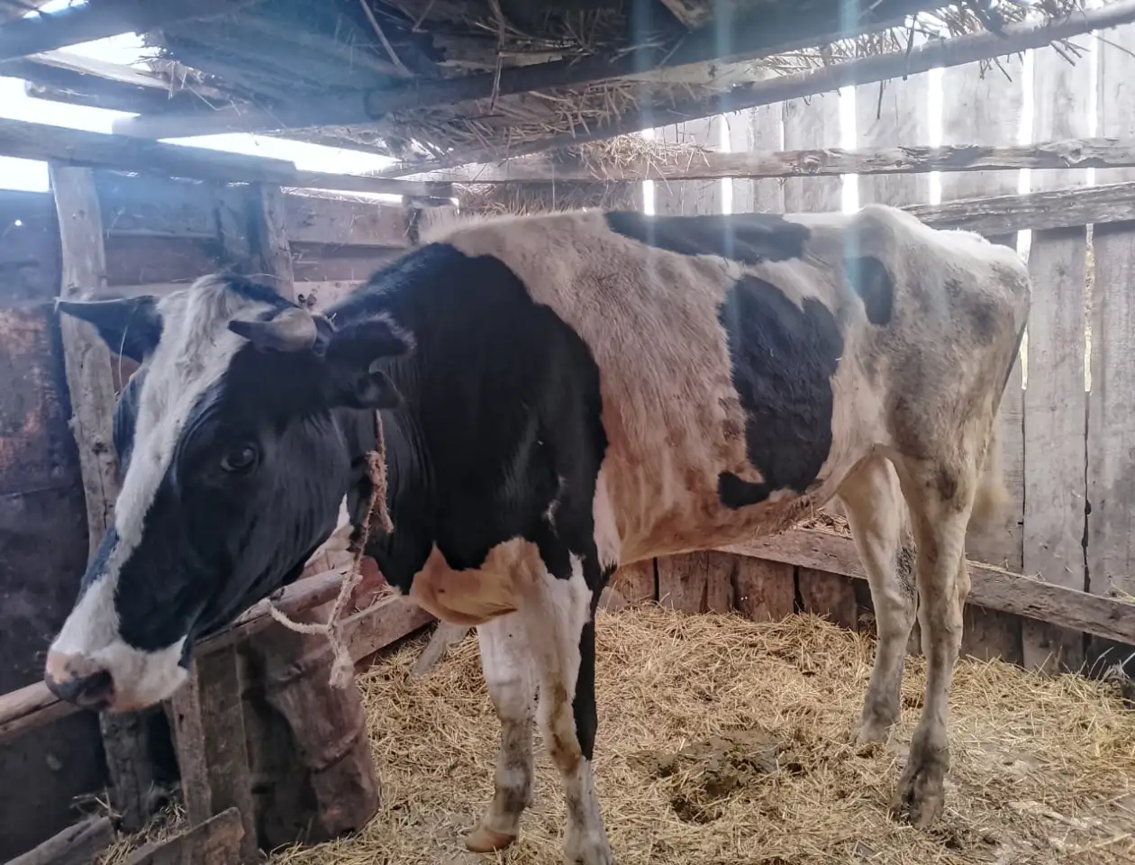 Продам коровы, фотография 1