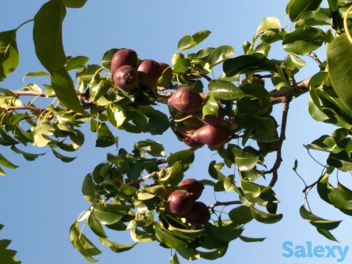 Продам дачу, фотография 6