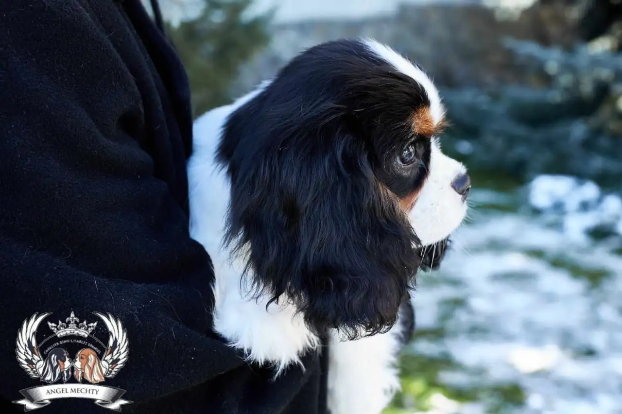 Профессиональный питомник ANGEL MECHTY., фотография 20