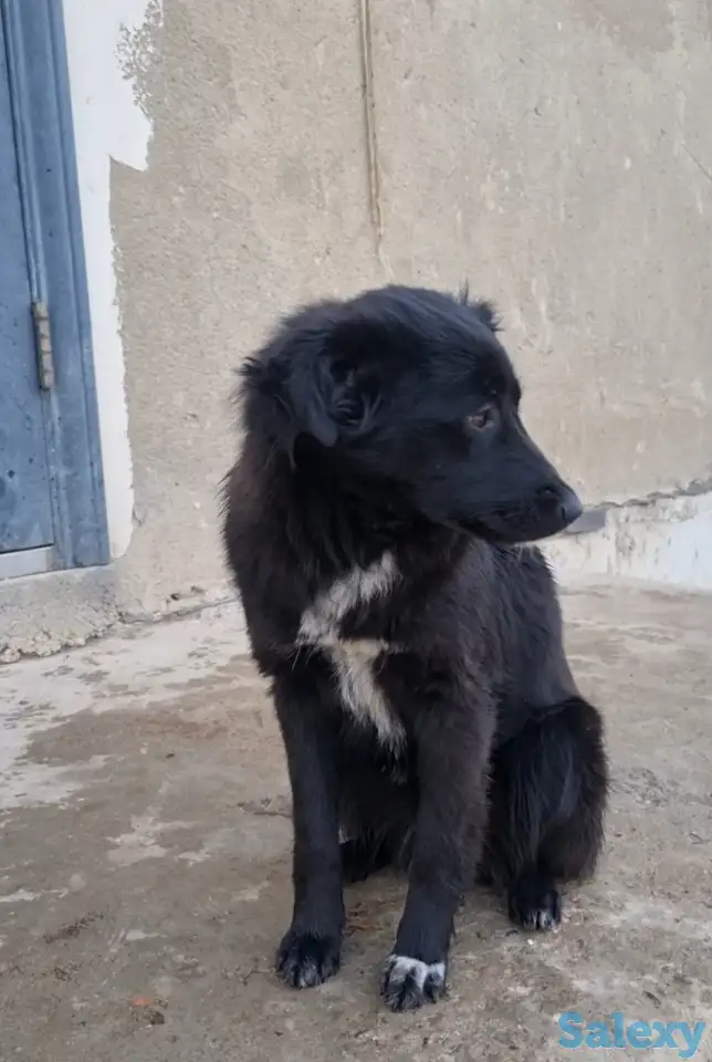 Дашка ищет дом. Доставлю!, фотография 4