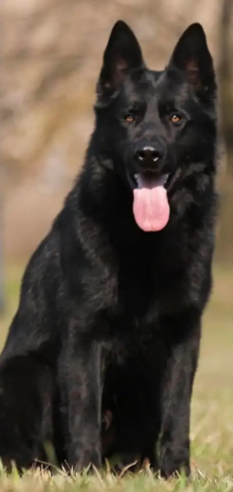 Чёрные немцы, фотография 1