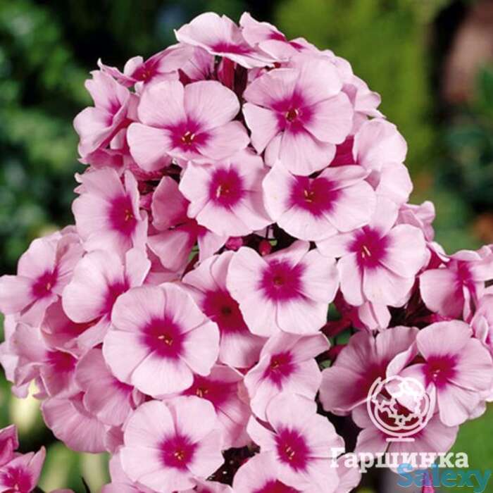 Флокс метельчатый Свиззл, фотография 1