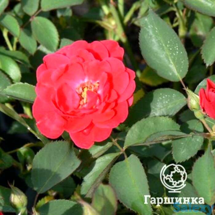 Роза николас канадская парковая к/с, фотография 1