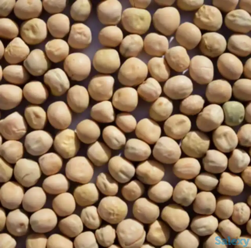 Горох фуражный, фотография 1