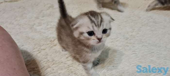 Шотландские  котята, фотография 4