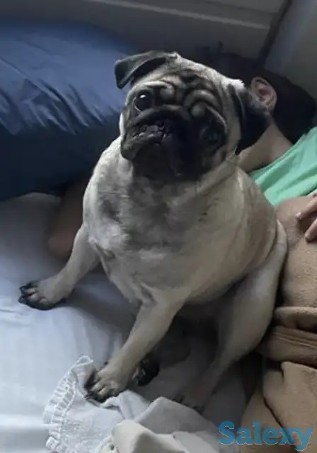 Продаю мопс девочка, фотография 1