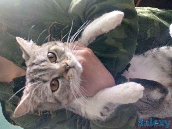 Продам британскую кошачку, фотография 1