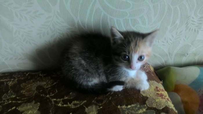 Котята в хорошие руки, фотография 2