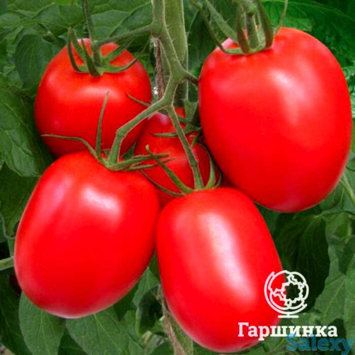 Семена Томат Фитофтороустойчивый, фотография 1