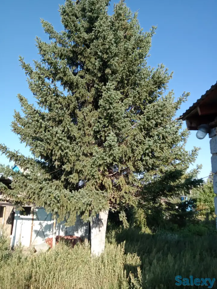 @, Ахмирово с/о Рябинушка, фотография 9