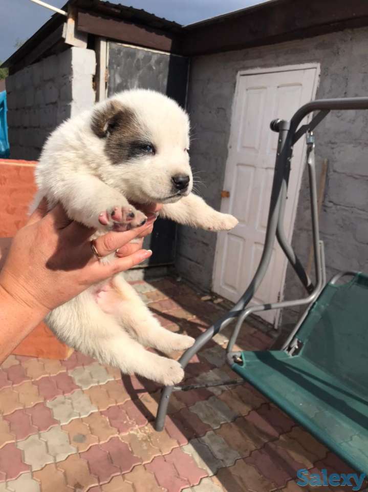 Продам щенков Алабай, фотография 4