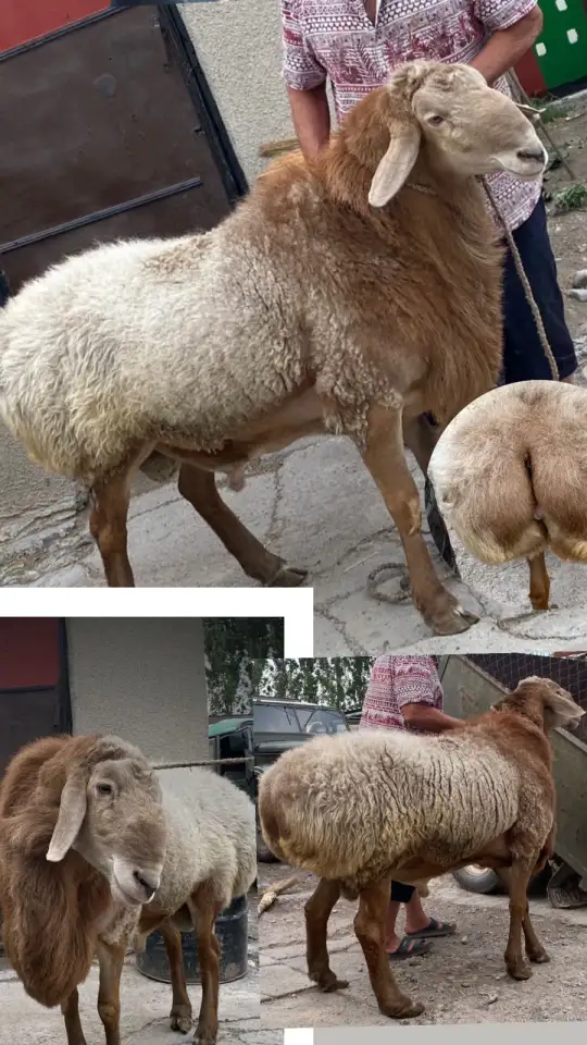 Продаю барана, фотография 1