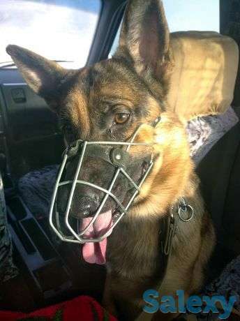 Продам немецкую овчарку, фотография 1