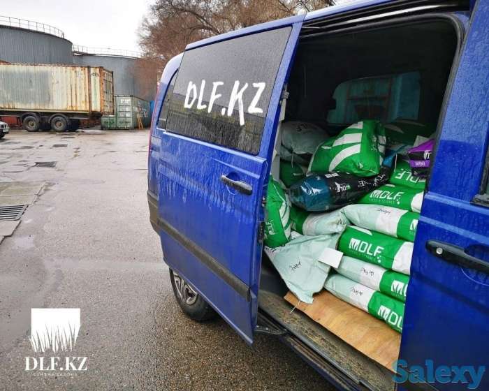 Газонная трава DLF Trifolium, фотография 2