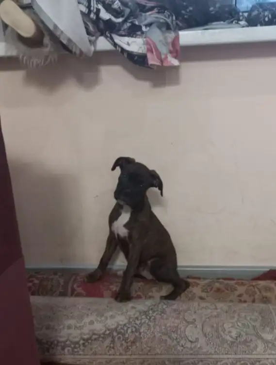 Продаю девочу породы немецкий боксёр, фотография 2