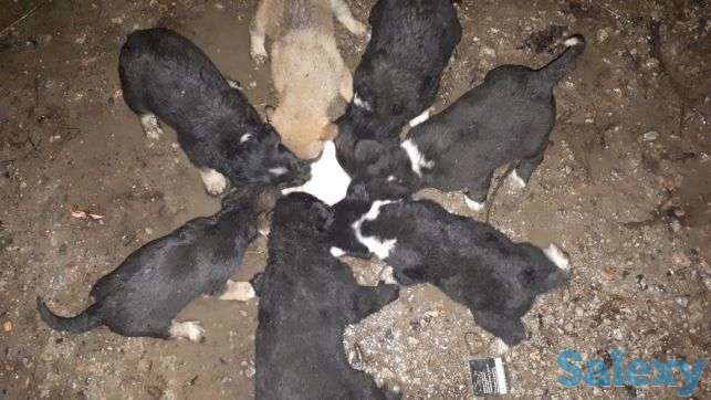 Щенки лабрадора, фотография 3