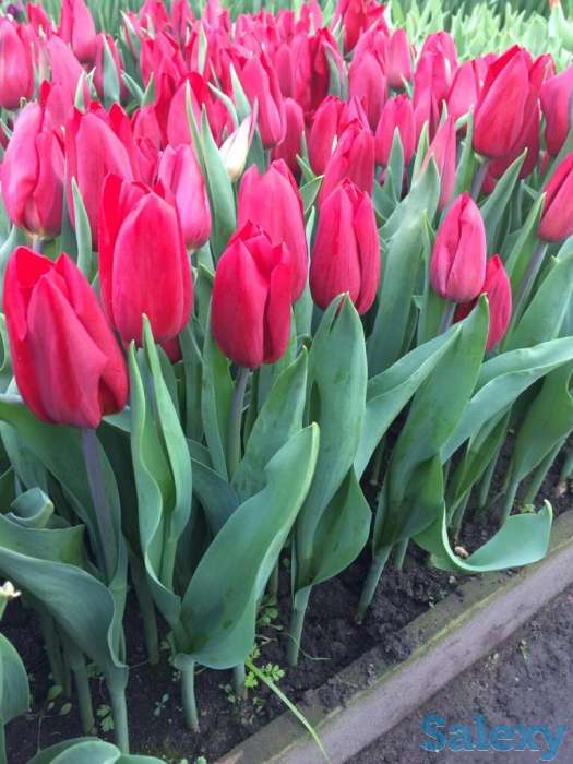 Тюльпаны оптом к 8 марта, фотография 13