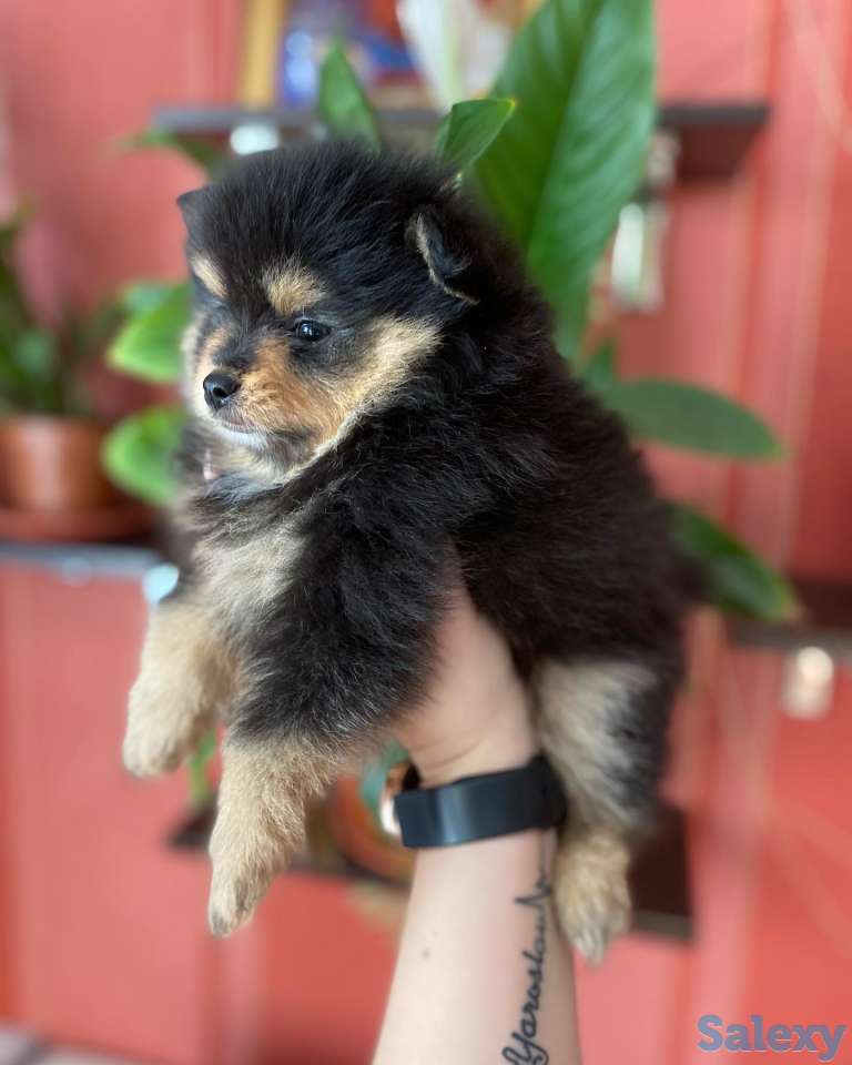 Шпицы. Радость в дом!, фотография 2