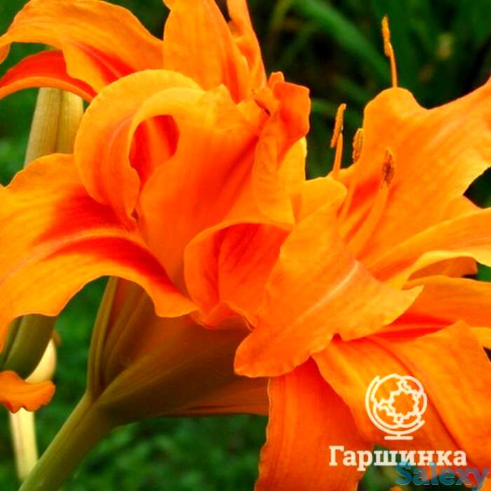 Лилейник бандолеро, фотография 1