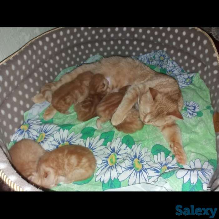 Шотландские котята ждут вас, фотография 1