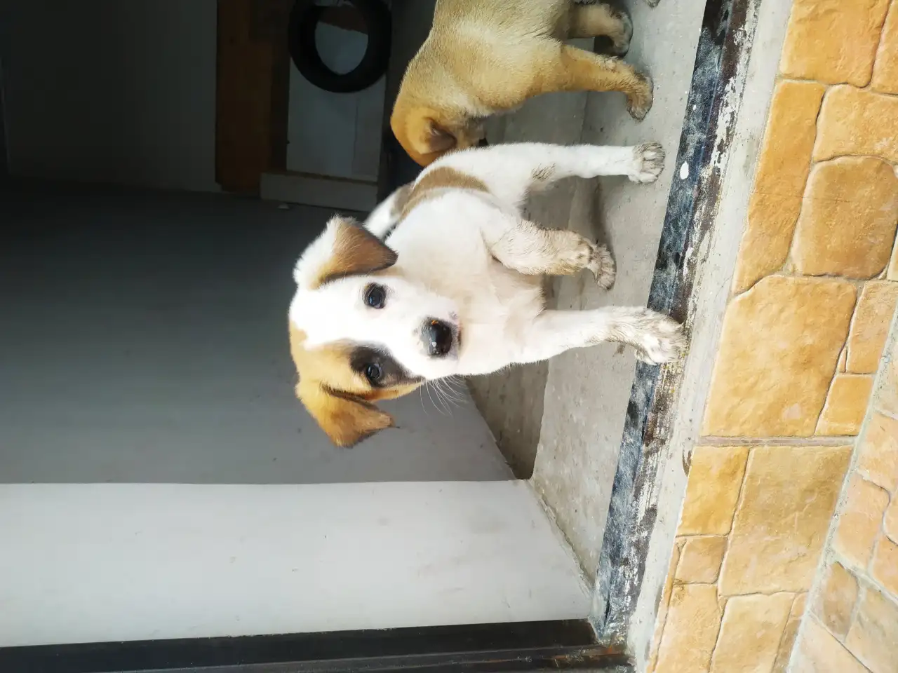 Продам тем кто любит собак. Щенки от сучки балонки 1,5 месяца, фотография 4