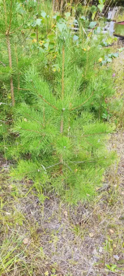 Туя выше 3 метров, сосна живая, берёза, ива, ольха, рябина, рассада., фотография 8