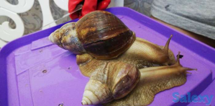 Улитки, фотография 5