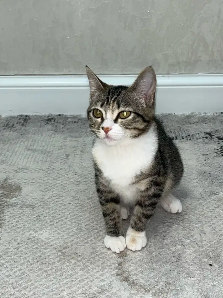 Бесплатно котята! Британец и бенгальская порода, фотография 7