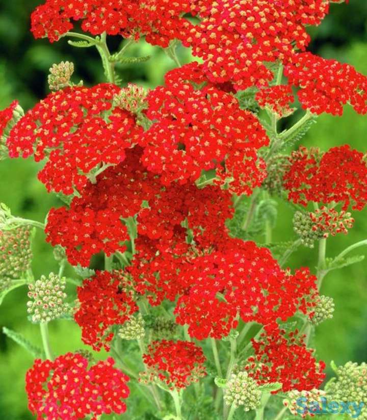Цветы Тысячелистник красный., фотография 1