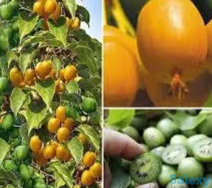 Саженец киви 