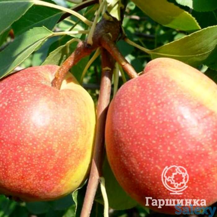 Груша красуля, фотография 1