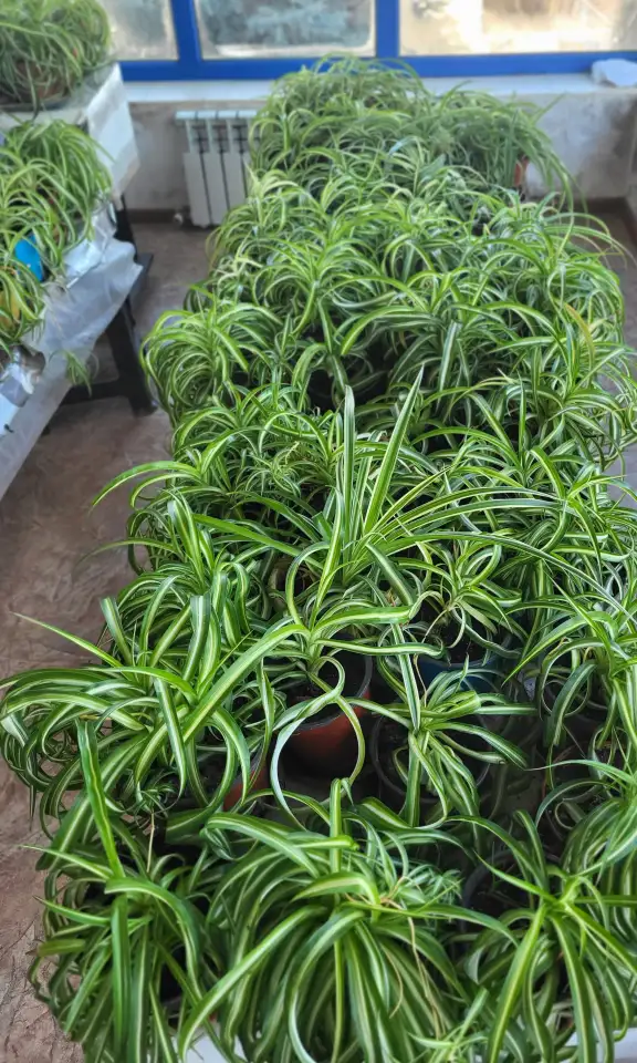 Хлорофитум, фотография 6