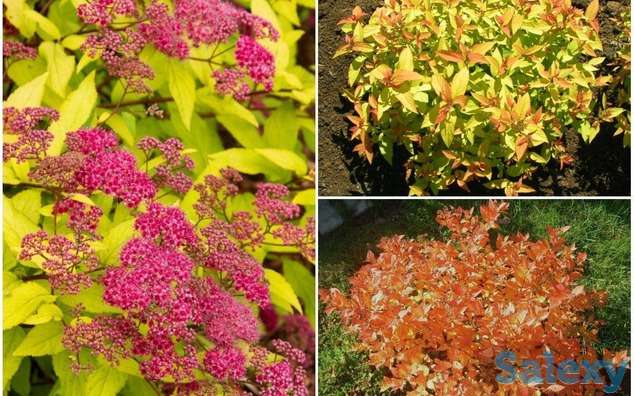 Продаюм декоративные растения для сада, фотография 8