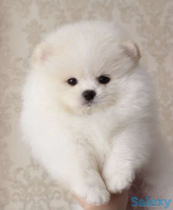 Красивая, пушистая прелесть., фотография 6