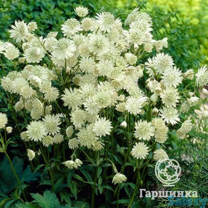 Астранция Альба, фотография 1