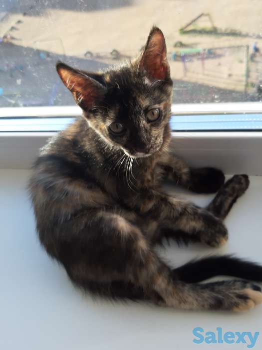 котенок срочно ищет дом, фотография 3